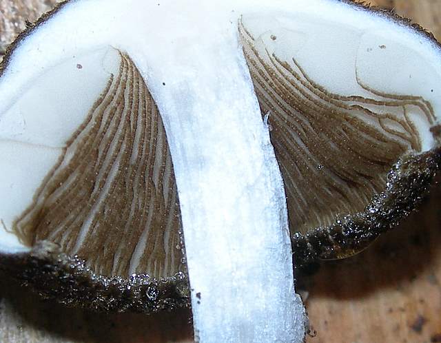 La  Flora  micologica  Alsaziana